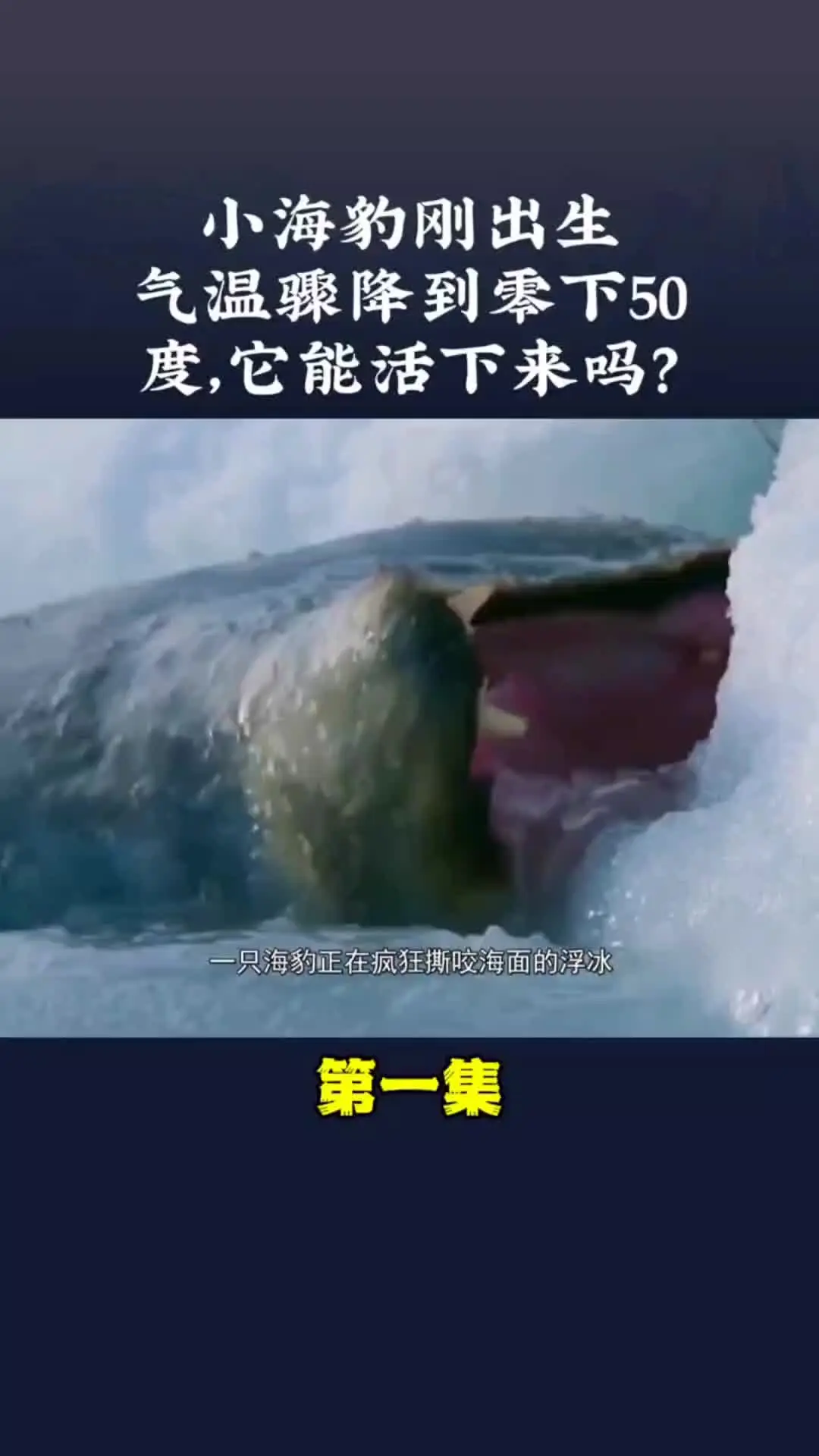 动物也有爱 神奇动物来咯