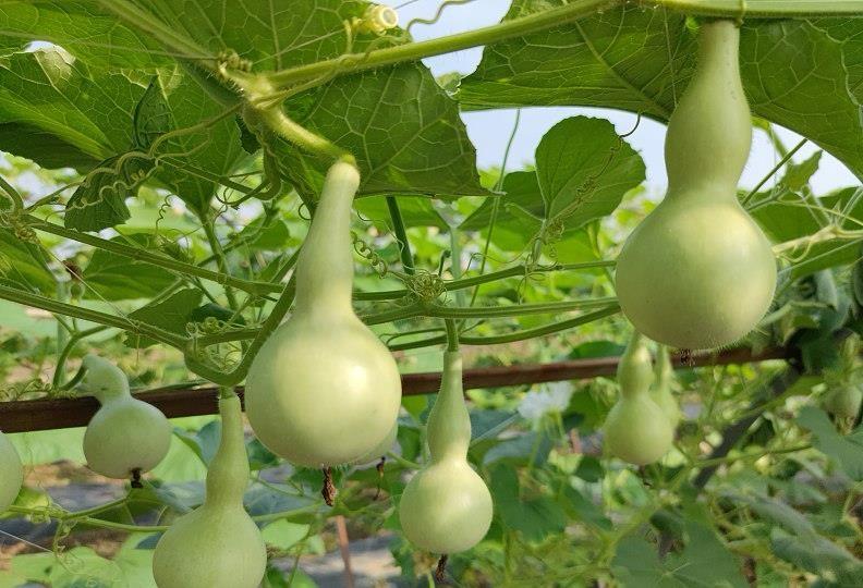 75岁陈金敖爷爷要在霜降前摘下那7个葫芦了，原因特简单：怕葫芦冻着。绍兴那个小院