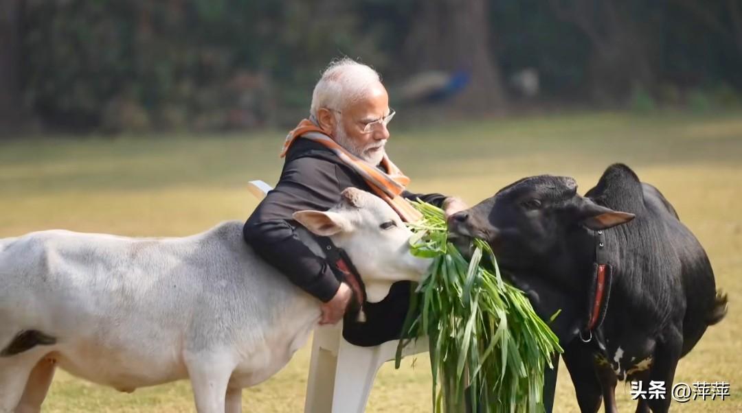 莫迪他在官邸投喂Punganur牛的画面。
 
在印度，牛是印度教的“圣牛”，是