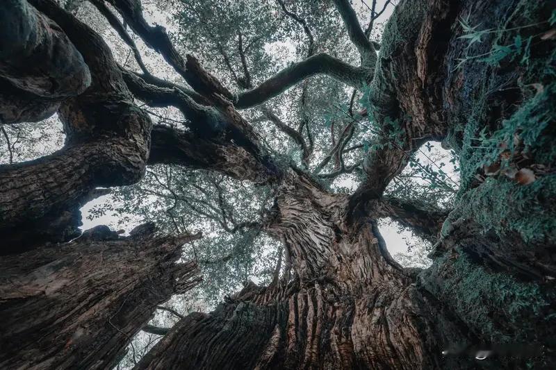 下联是：“世上难逢百岁人”。

不过根据一些出处，完整的说法可能是“山中也有千年