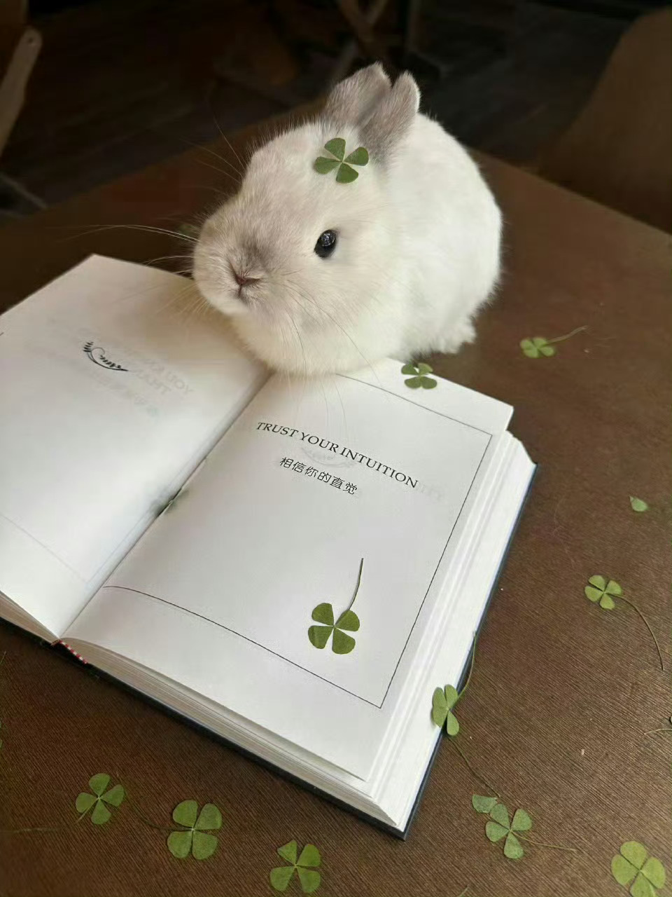 🐰：人，快许愿！ 🍀  