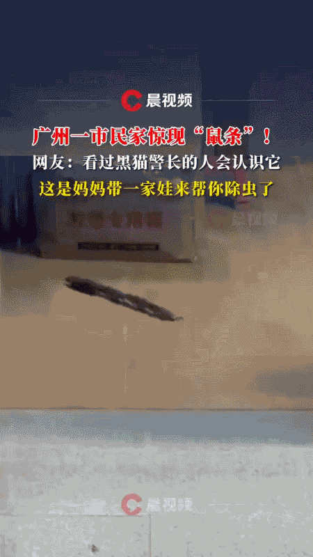 广州业主家惊现“鼠条”？吓出一身冷汗后反转了：这货是鼩鼱（qú jīng），跟