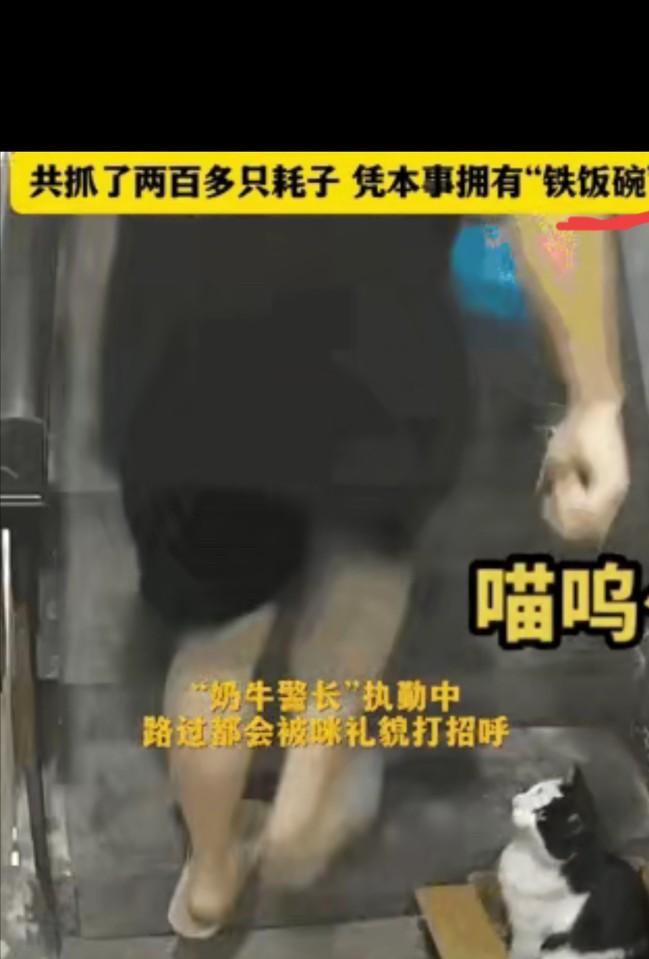 凭本事吃饭！四川一女子在网上晒出，她家整栋楼的居民，共同喂养了一只流浪猫四年，这