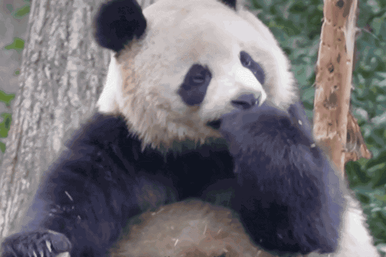 这神态太像园润了，就是差了点颜值，话说她爸爸到底是谁呀，是不是把丑的全给二狗了。