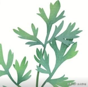 端午节挂在门口的艾草，你知道什么时候取下来吗？
艾草不是挂的时间越久越好，最佳取