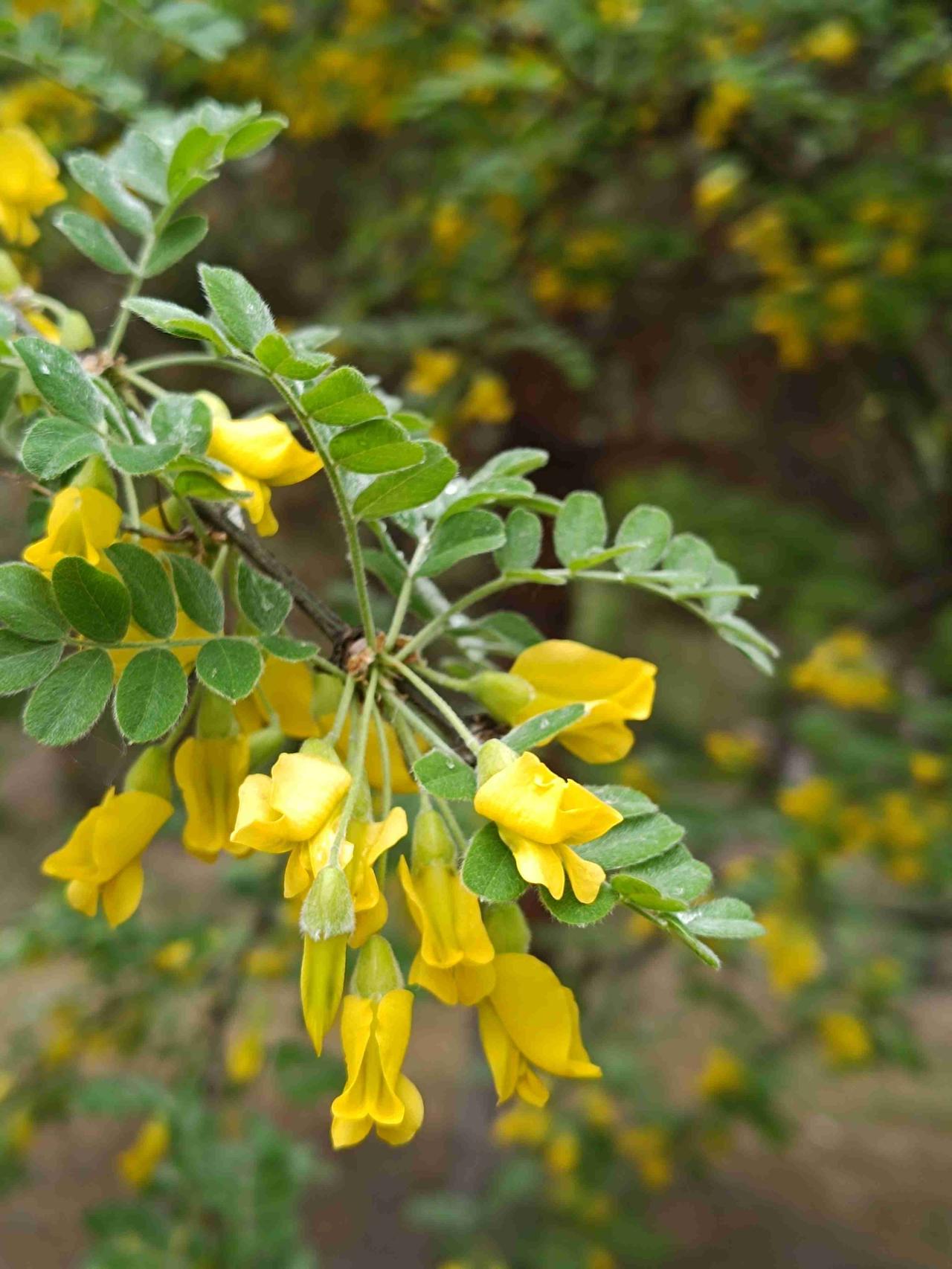 金英簇簇绕篱芳，细叶柔枝沐暖阳。不逐尘间争艳态，一丛清绝自含香。公园散步，随拍几