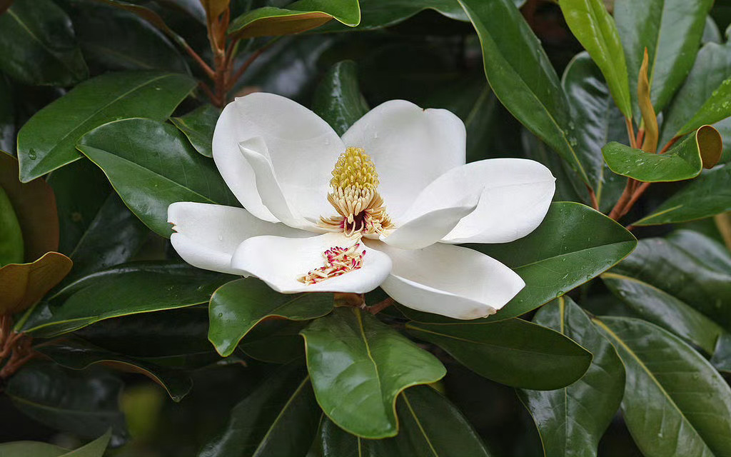 川端茅舍辞世句《定本川端茅舍句集》 “朴散華即ちしれぬ行方かな”（朴树的花凋落后