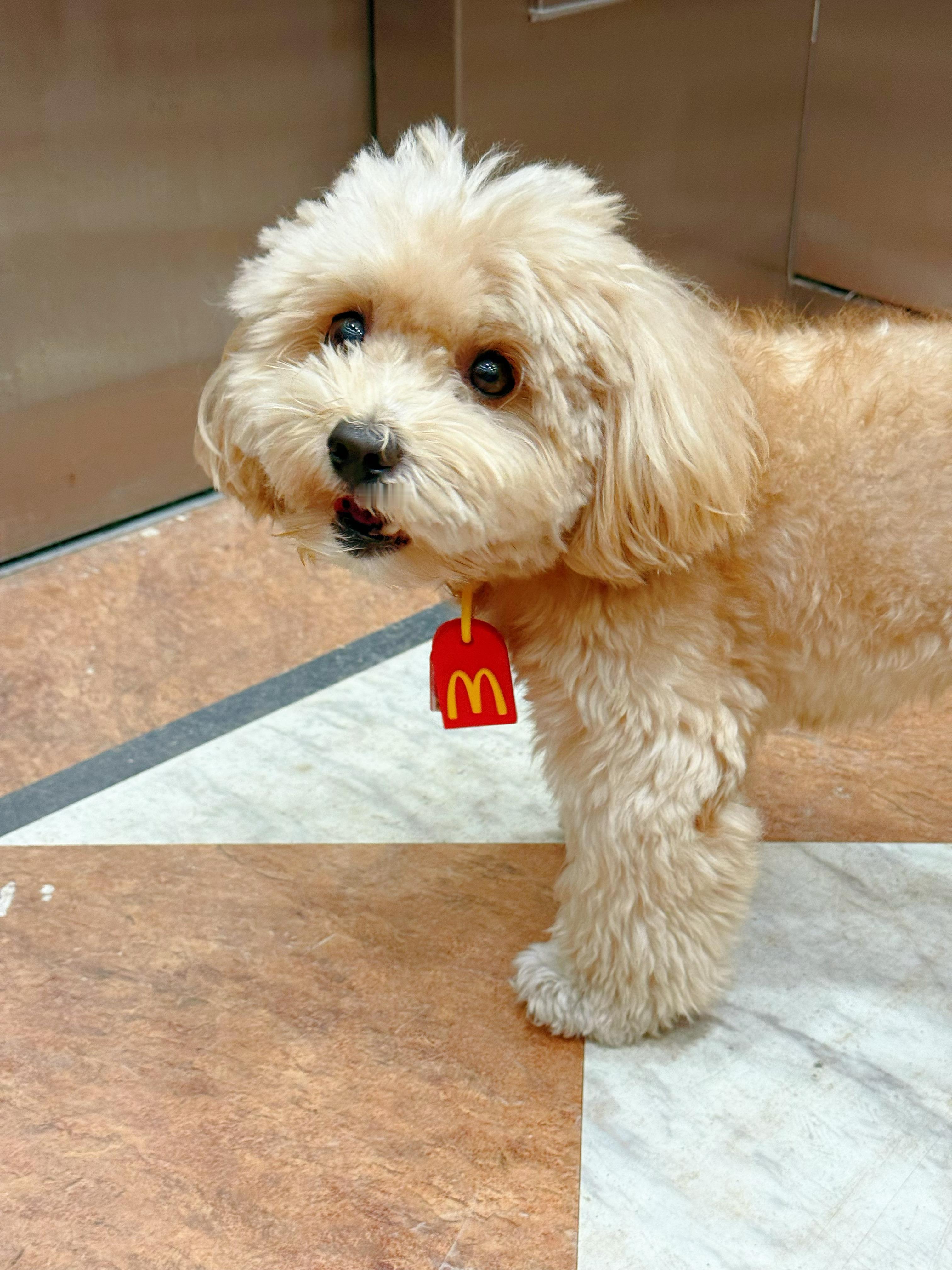卡哇伊捏🐶 ​​​