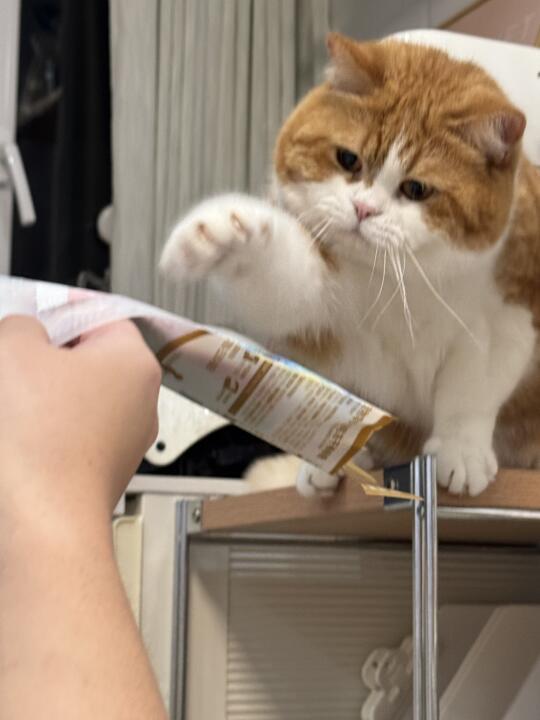人！把我的猫条！拿！过！来！
