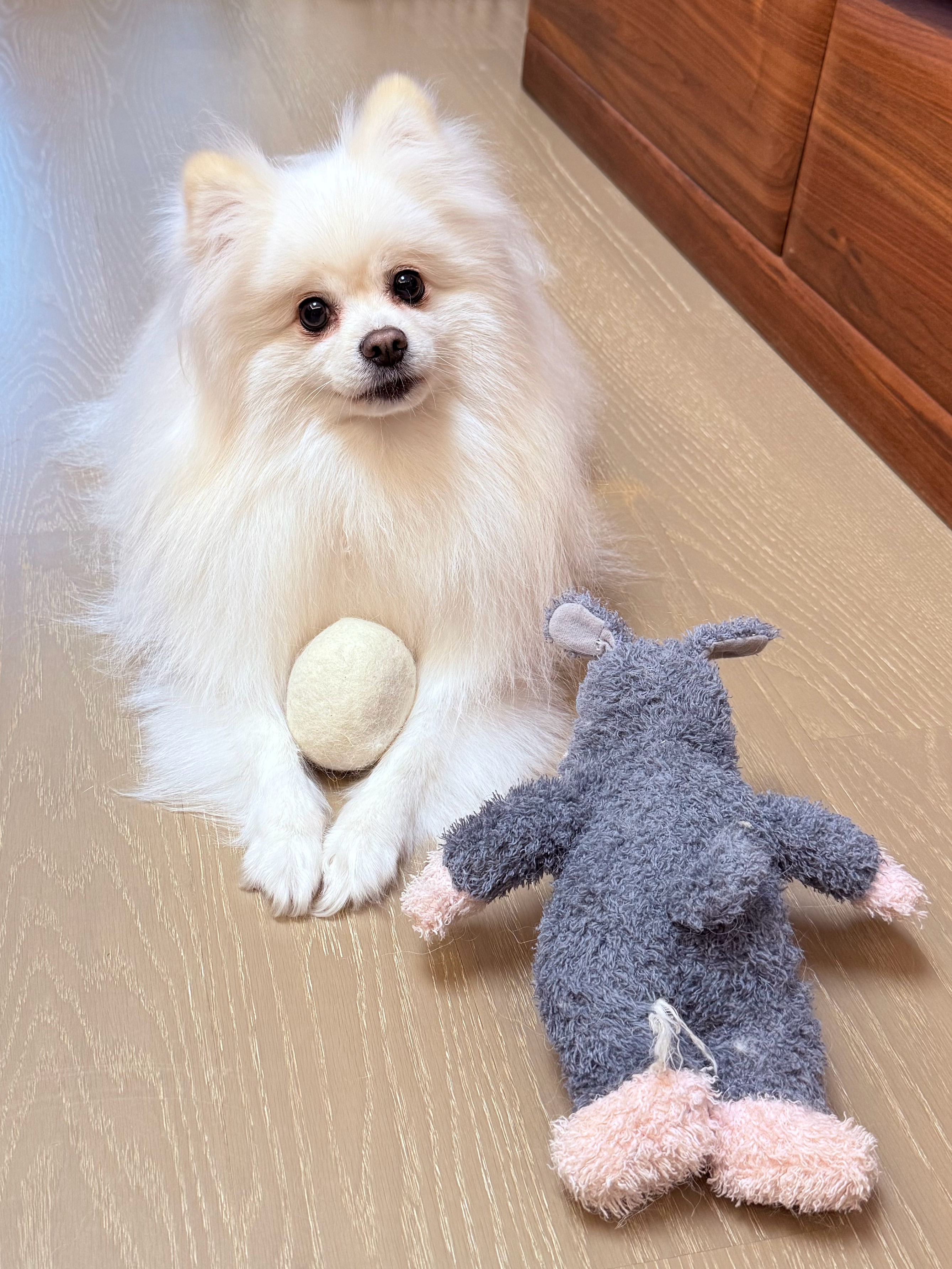 被害玩具与绝无悔意小狗 