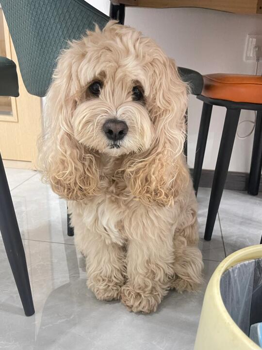 内八犯错小狗
