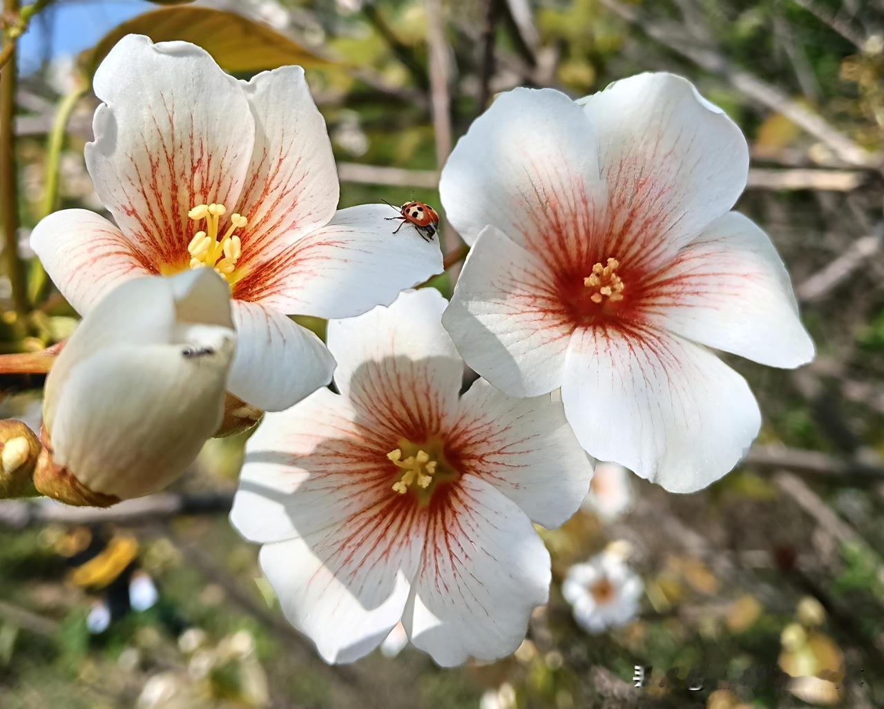 山行野径，偶遇一树素白，手机辨为桐子花，即油桐。

南国春深，花开如雪，故有“四