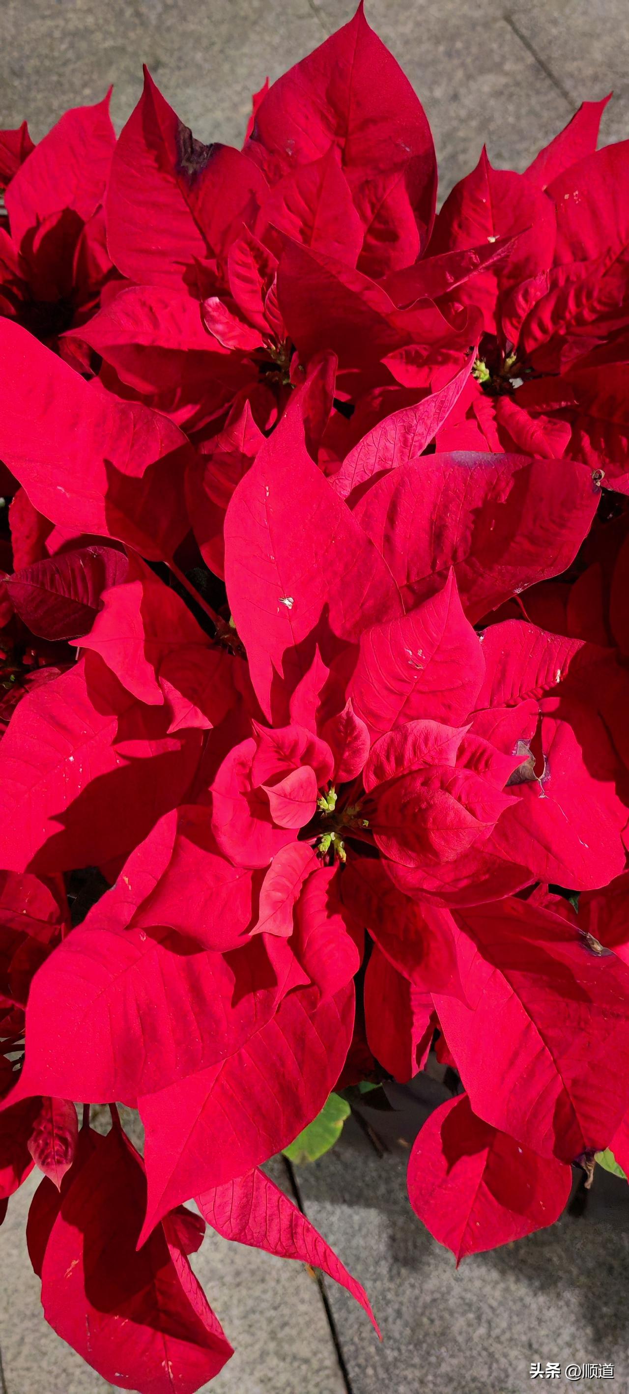 女子43岁，仨孩子，老大16岁，老二13岁，老三6岁，她全职在家带孩子，16年没