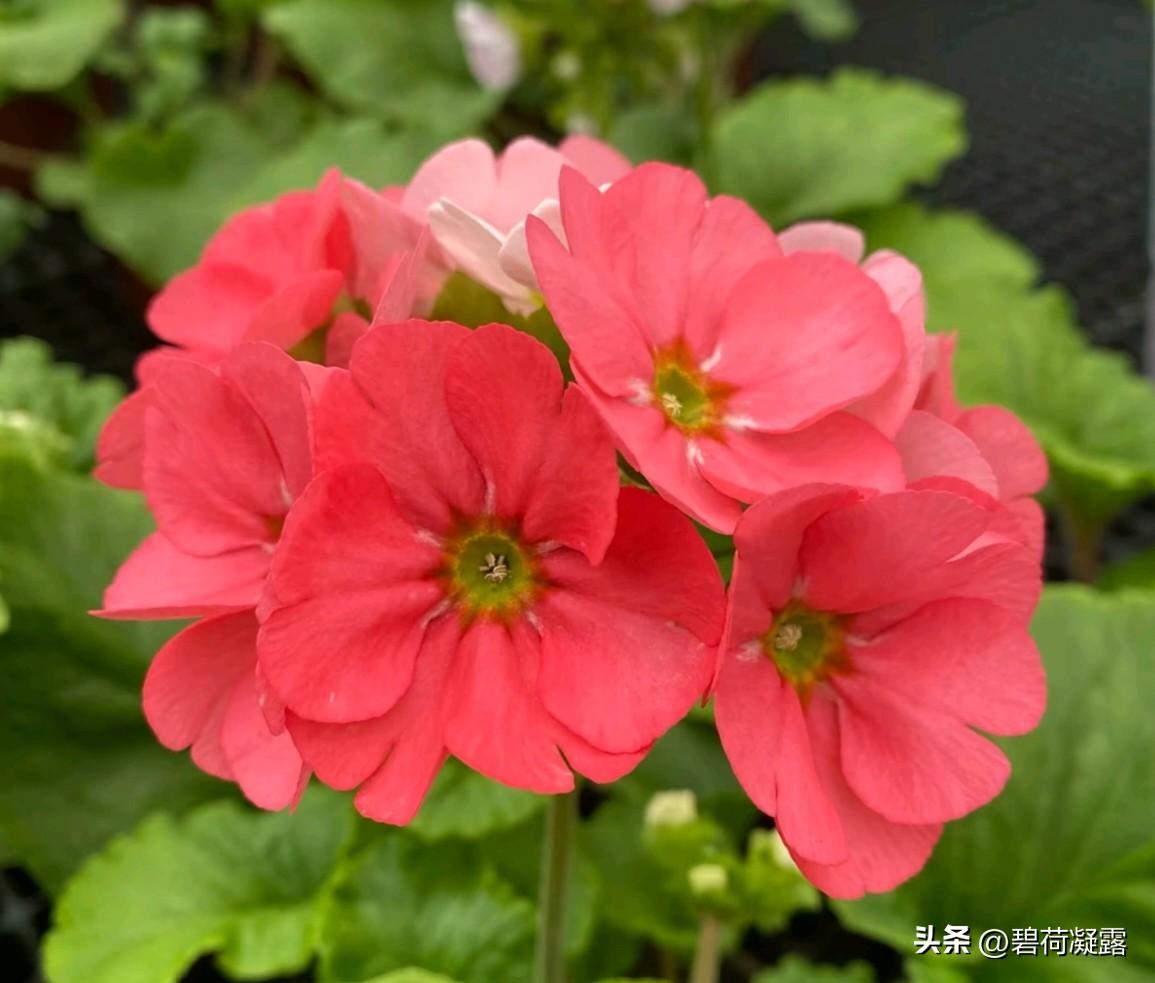 春天，是绿的世界，春天，是花的海洋，赏花美悦心情，春天，是暖的天地，春天，是爱的