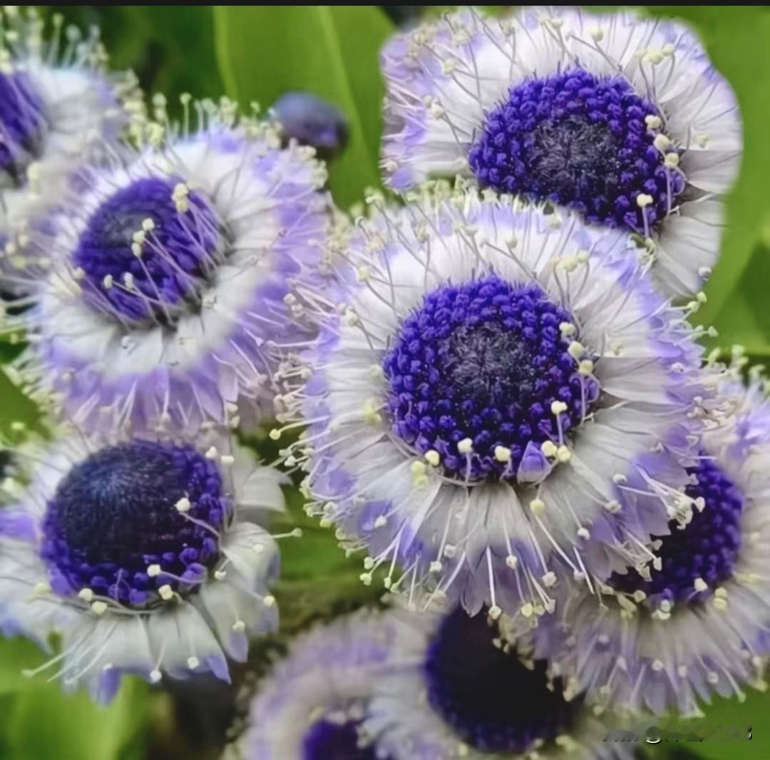 大家见过拥有灵动“蓝色眼
睛“的花吗？
先请大家看看下图，花形
似绒球，簇状开花