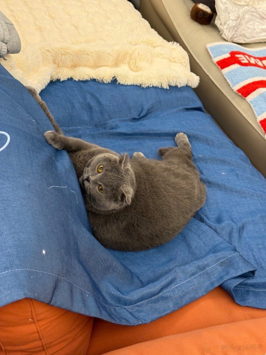 一回到家就看到Tina这个样子，太好笑了 