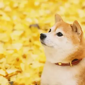 大温室侦查员