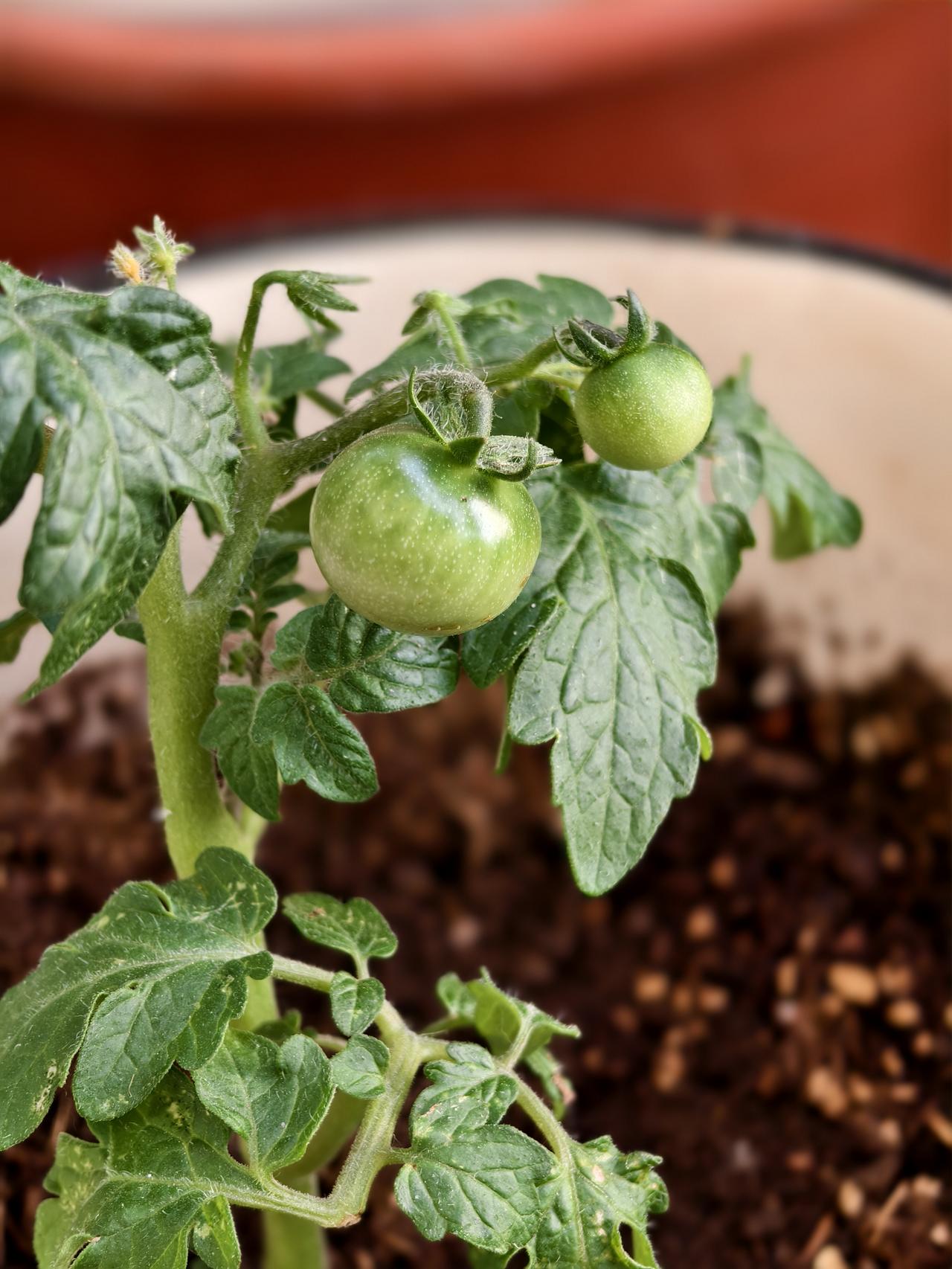 看来今年吃自己种的小番茄有望了（如图）。
家里有个小露台，空气流通好，今年拾掇一