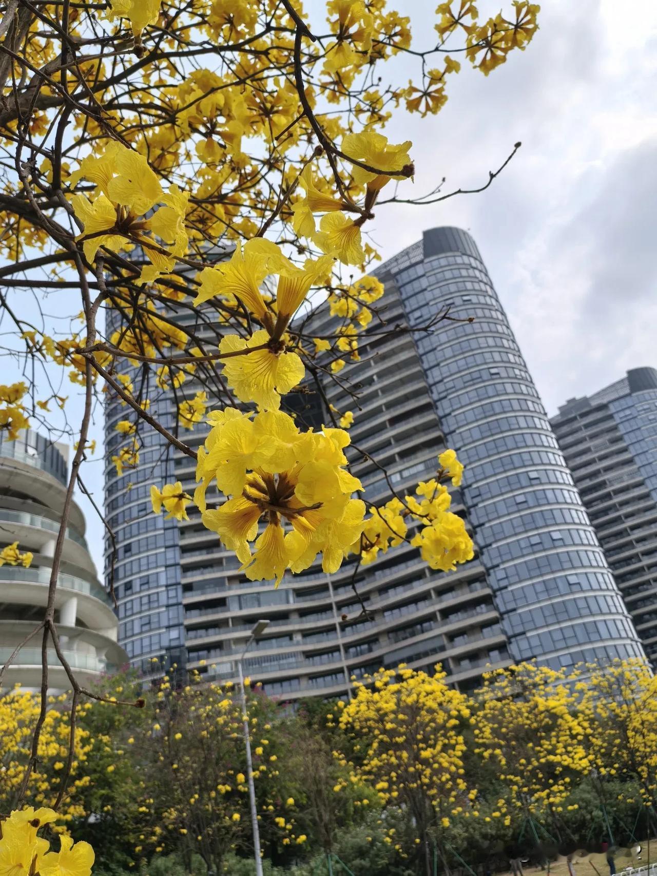 广州洲头咀公园，环岛路黄花风铃木开爆了，来这里的朋友们要带点吃的，周围只有几家酒