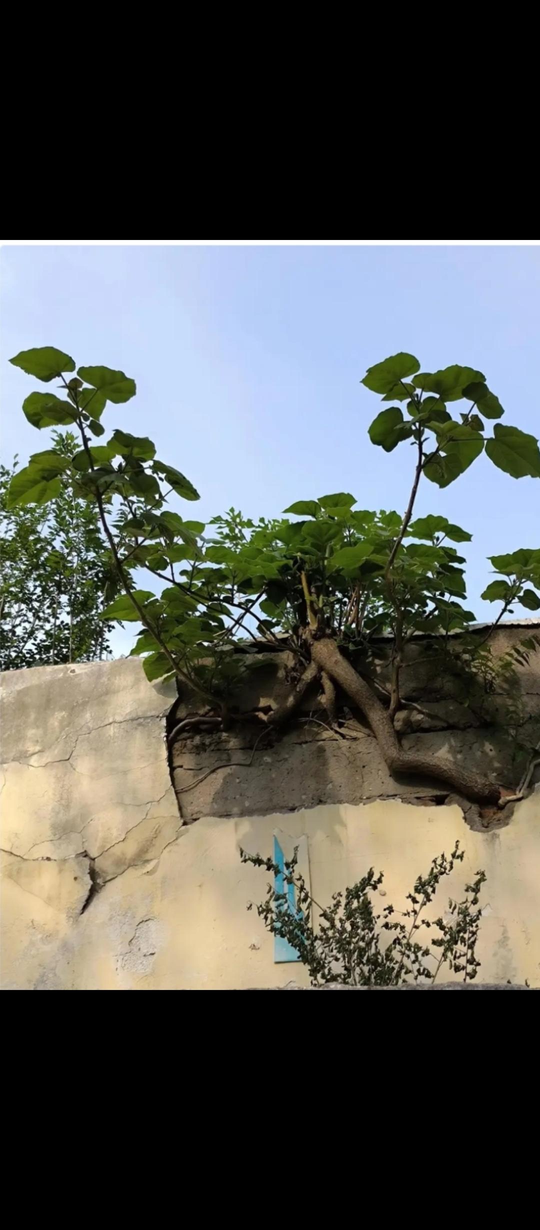 晚上，隔壁王姐来微信，要我来她家一趟。我敲开门，一眼瞟见沙发上放着一盒安全套，印