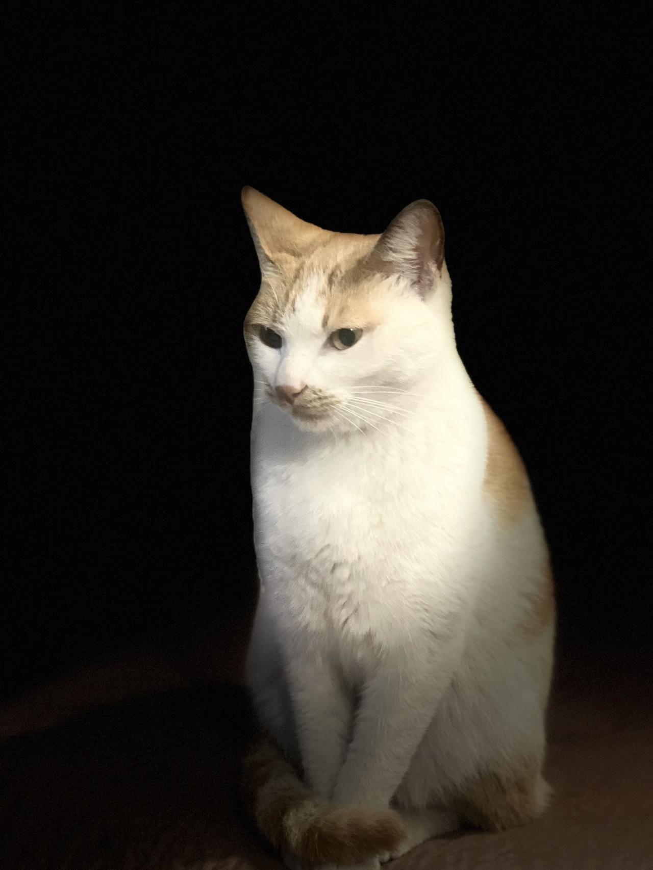 想撸猫了，能分享你家猫咪的照片吗