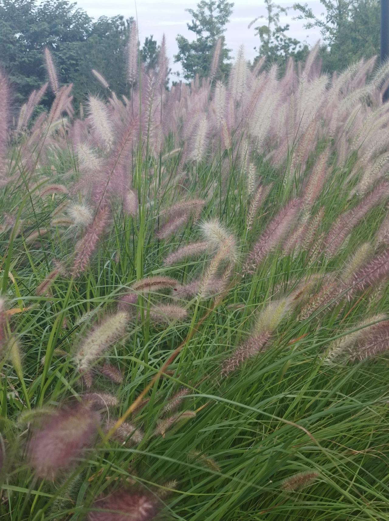 一夕秋风，凉意满京城

过了处暑，北京可凉快了，早上出去，短裤短袖还有点冻胳膊冻