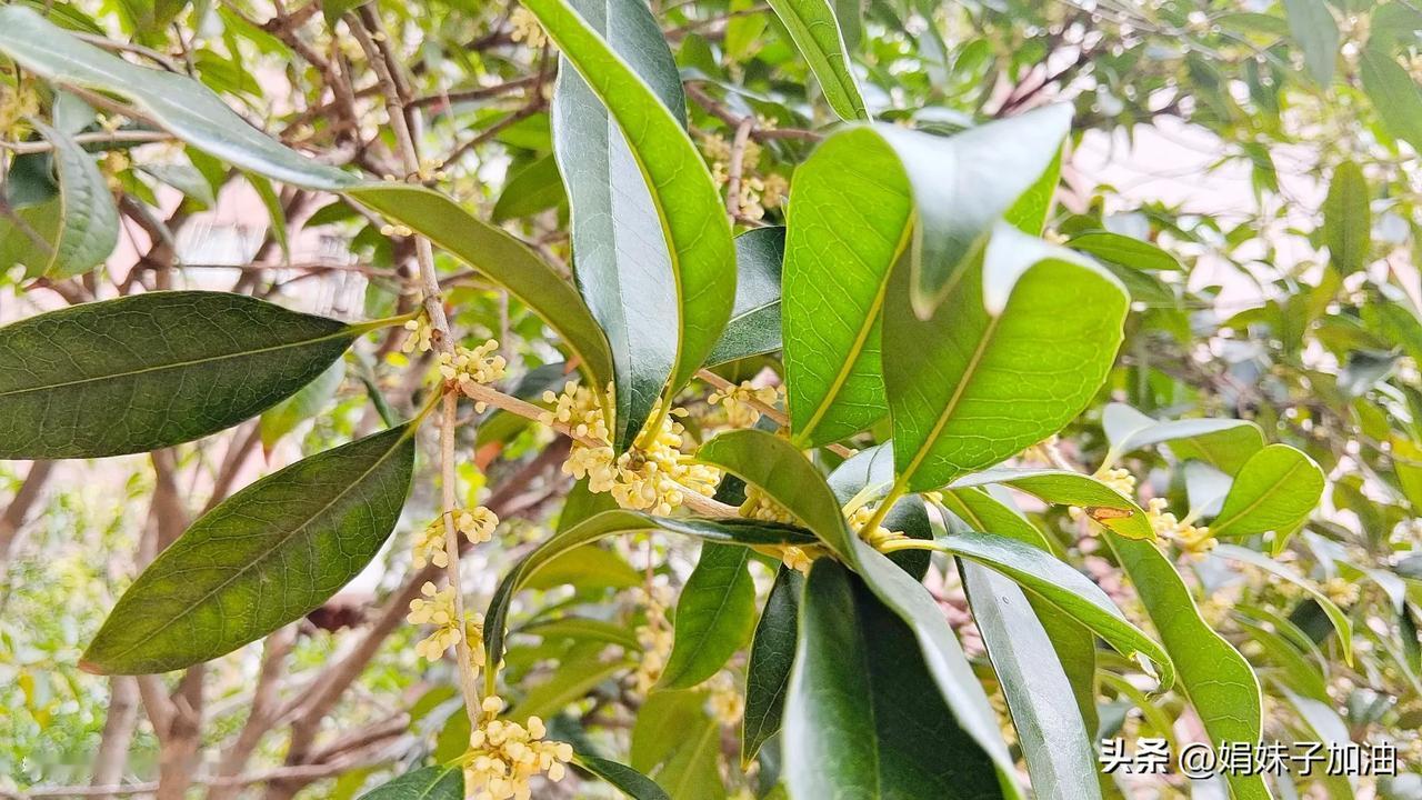 桂花：等你们过了国庆节后我就盛开了
#国庆遇见桂花开# #今年桂花晚开了#