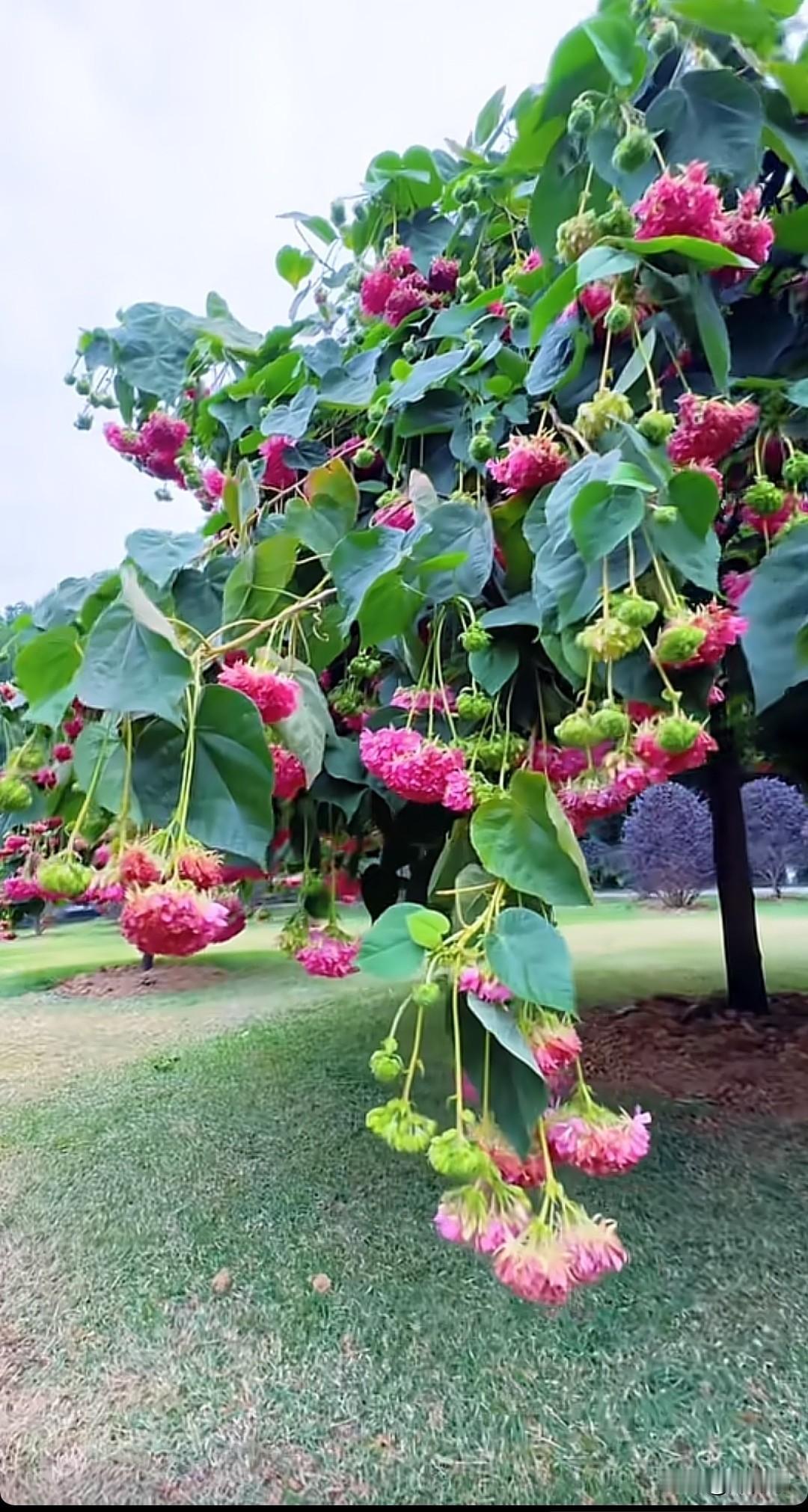 七律•悟花睡
夜静幽园花睡深，
娇姿酣梦隐香痕。
风摇翠影疑仙舞，
月洒清辉似玉