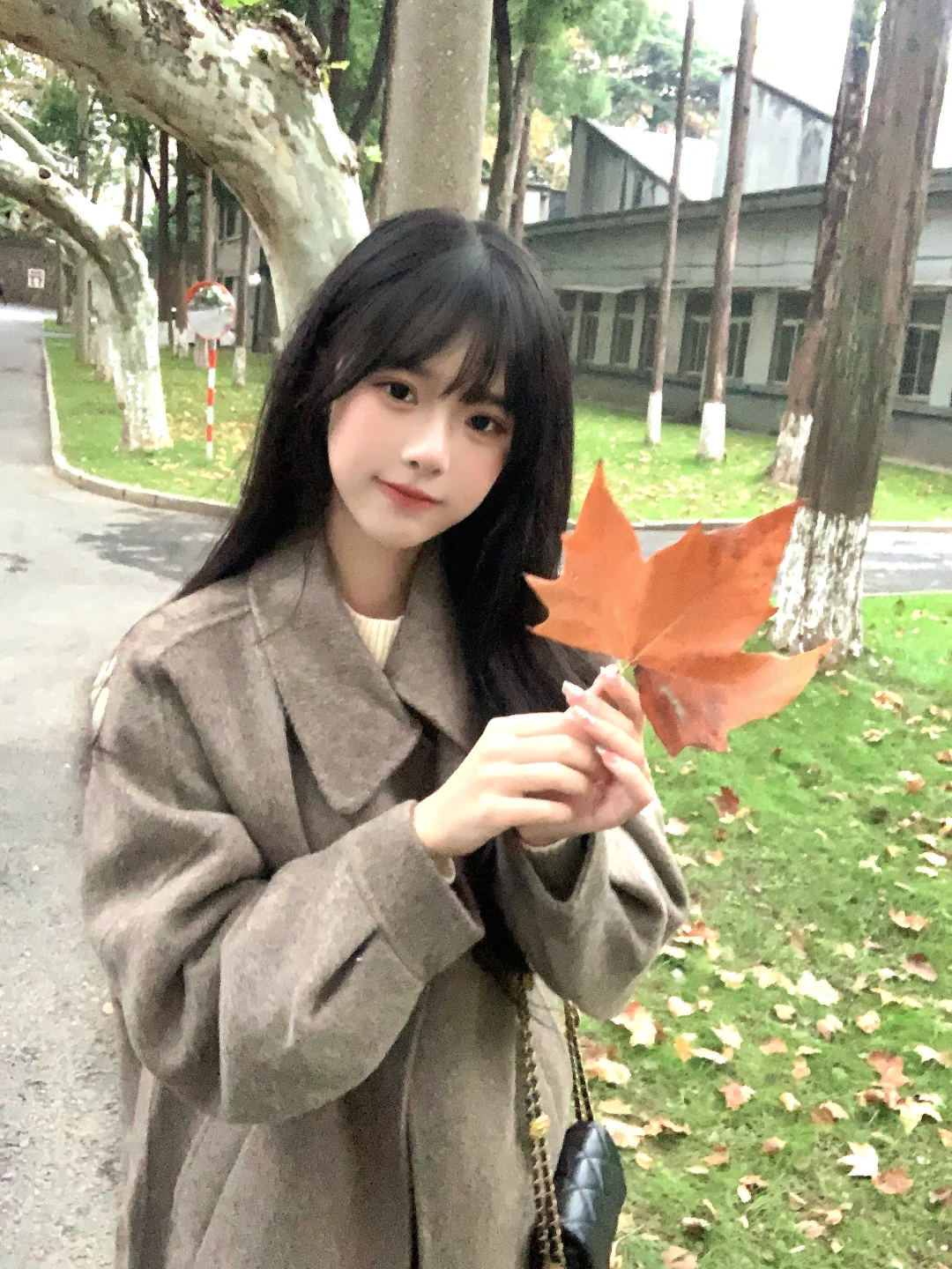 🍁惆怅的枫叶 拍过我的肩