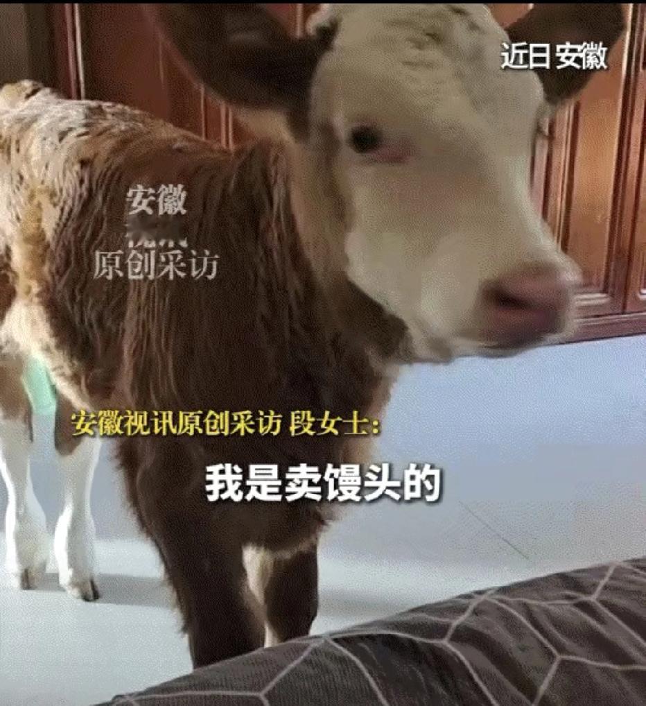 感动了！安徽一卖馒头的大姐，路过一家屠宰场时，撞见一头新生小牛被取出后丢弃在了路