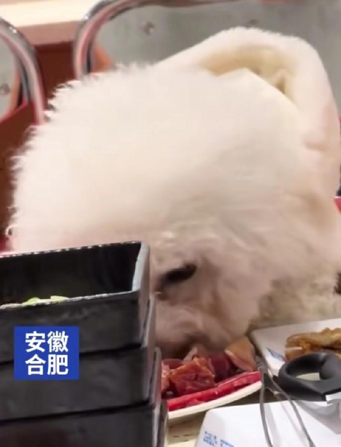 狗狗跑上桌吃烤肉，这家店麻烦大了！在12月22日，合肥的一家烤肉店里，发生了一件