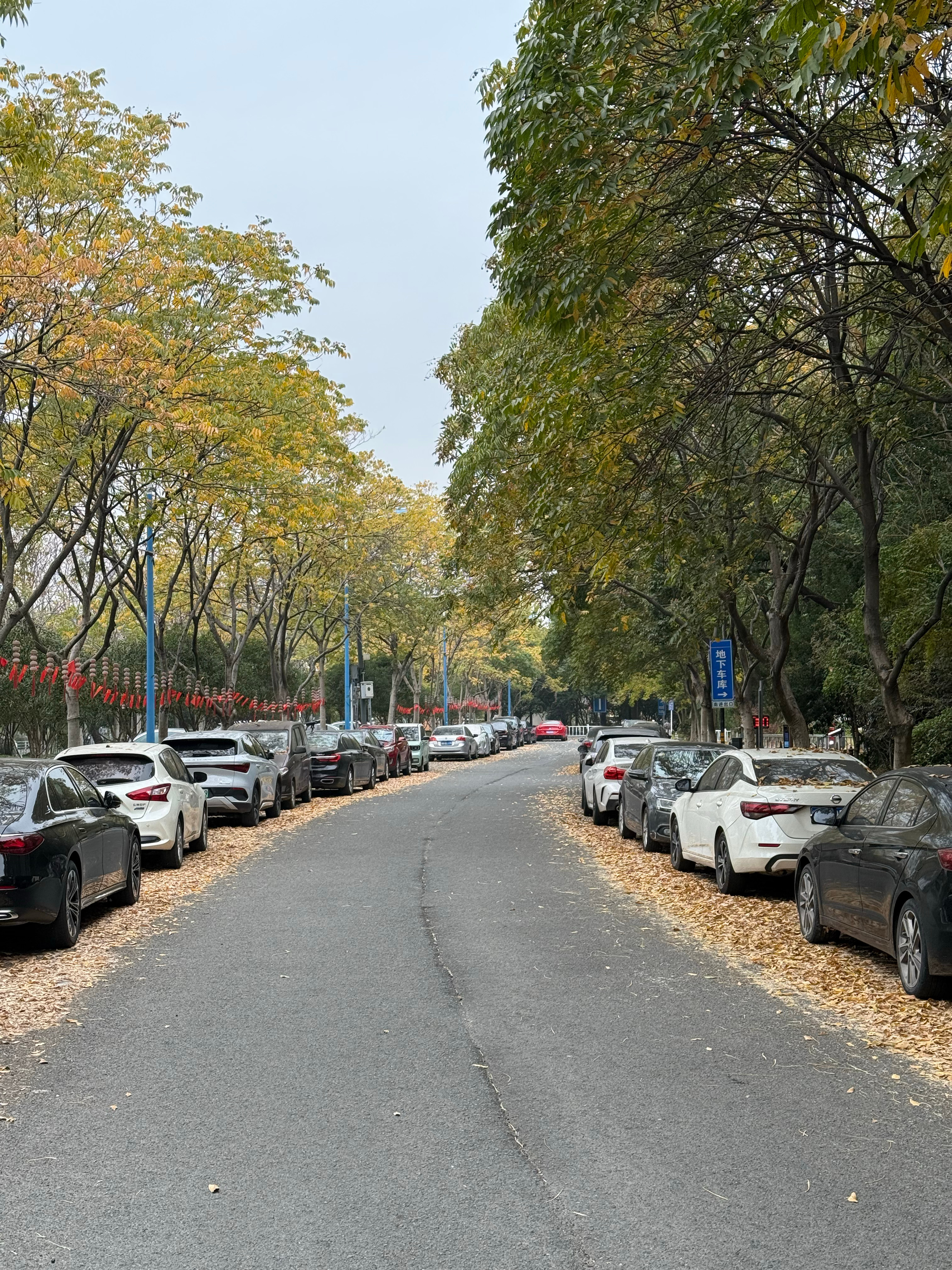 秋天走了🍂不过南方现在还不太冷，北方的朋友还好么
