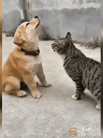 家人们谁懂啊！
     现在的狗子都卷到抢演员饭碗了？我刷到个视频直接笑到打鸣