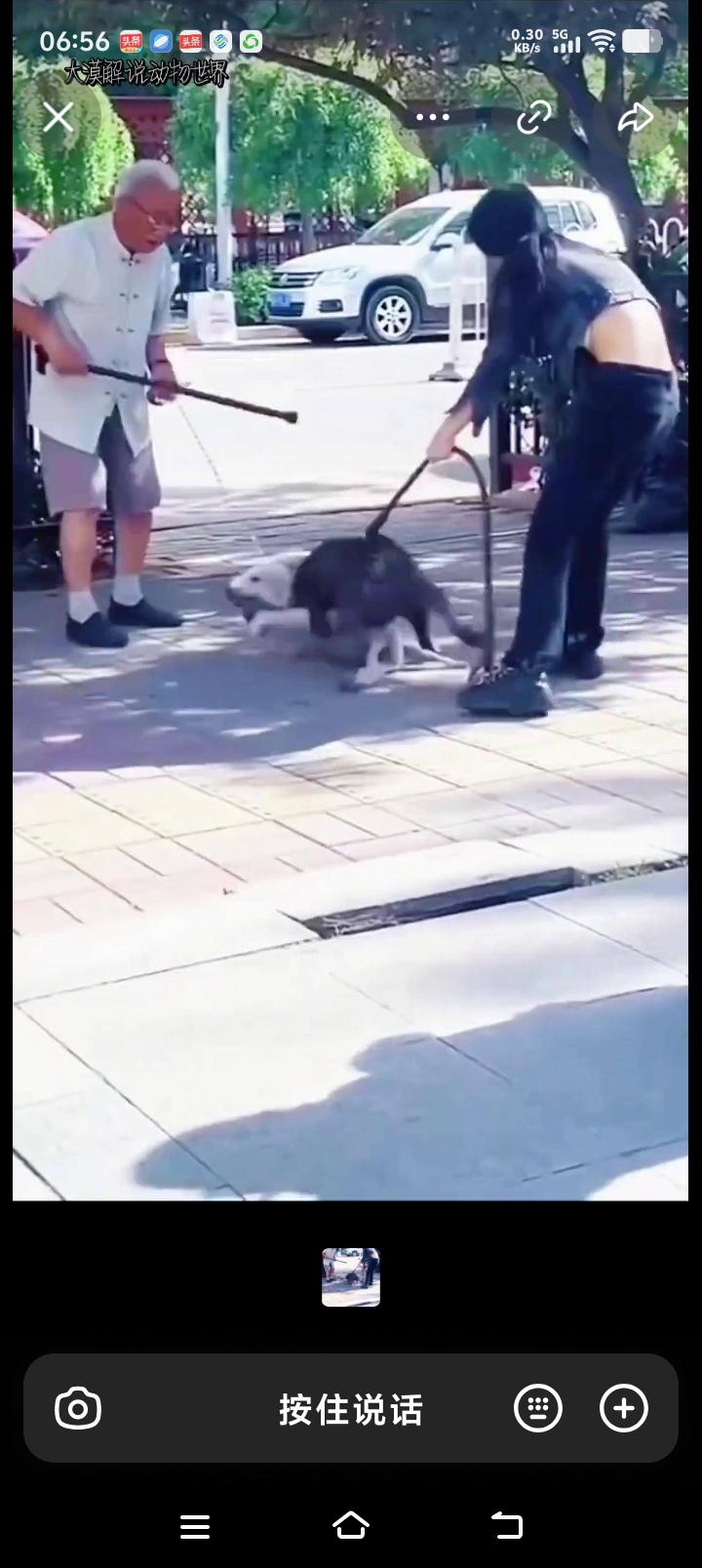 这大狗太吓人，把白狗直接咬到躺在地上奄奄一息了！

年轻黑衣露腰女子牵着大型黑色
