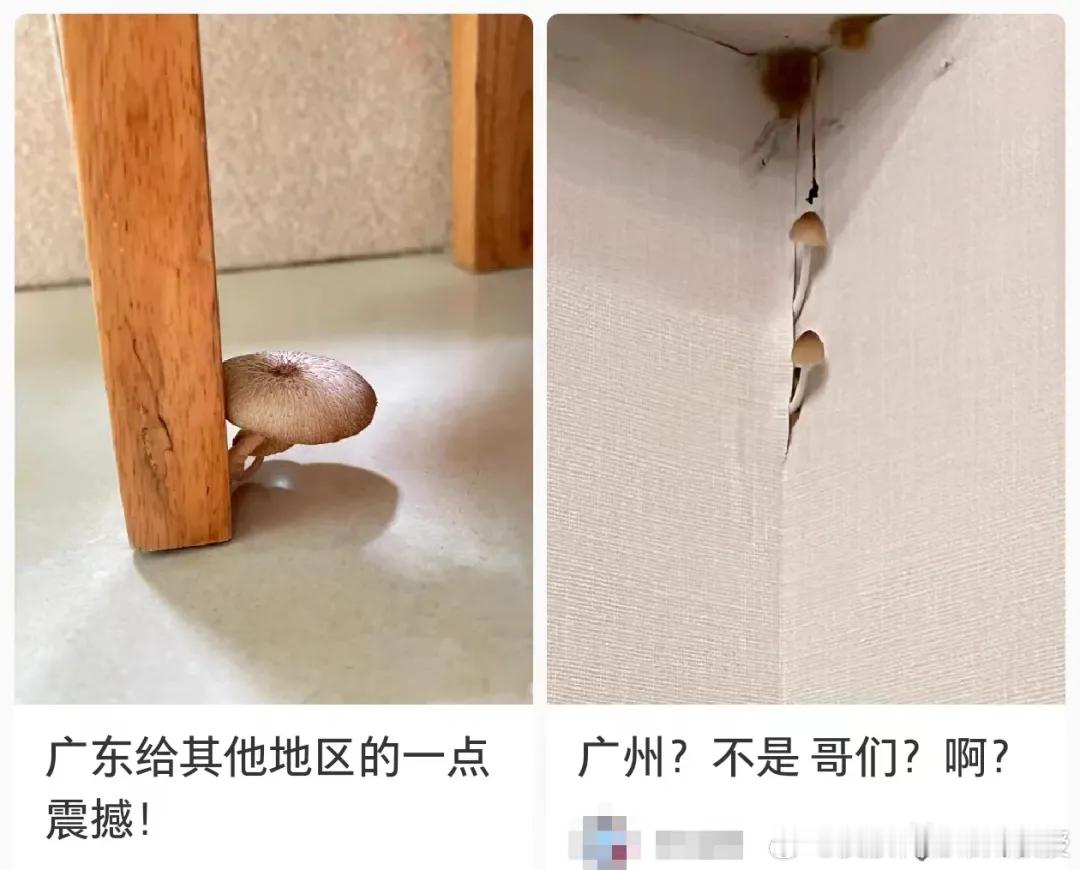 最近好多地方都下雨，高温加上空气湿度大，容易造成霉菌大肆生长，墙壁柜子长霉点，甚