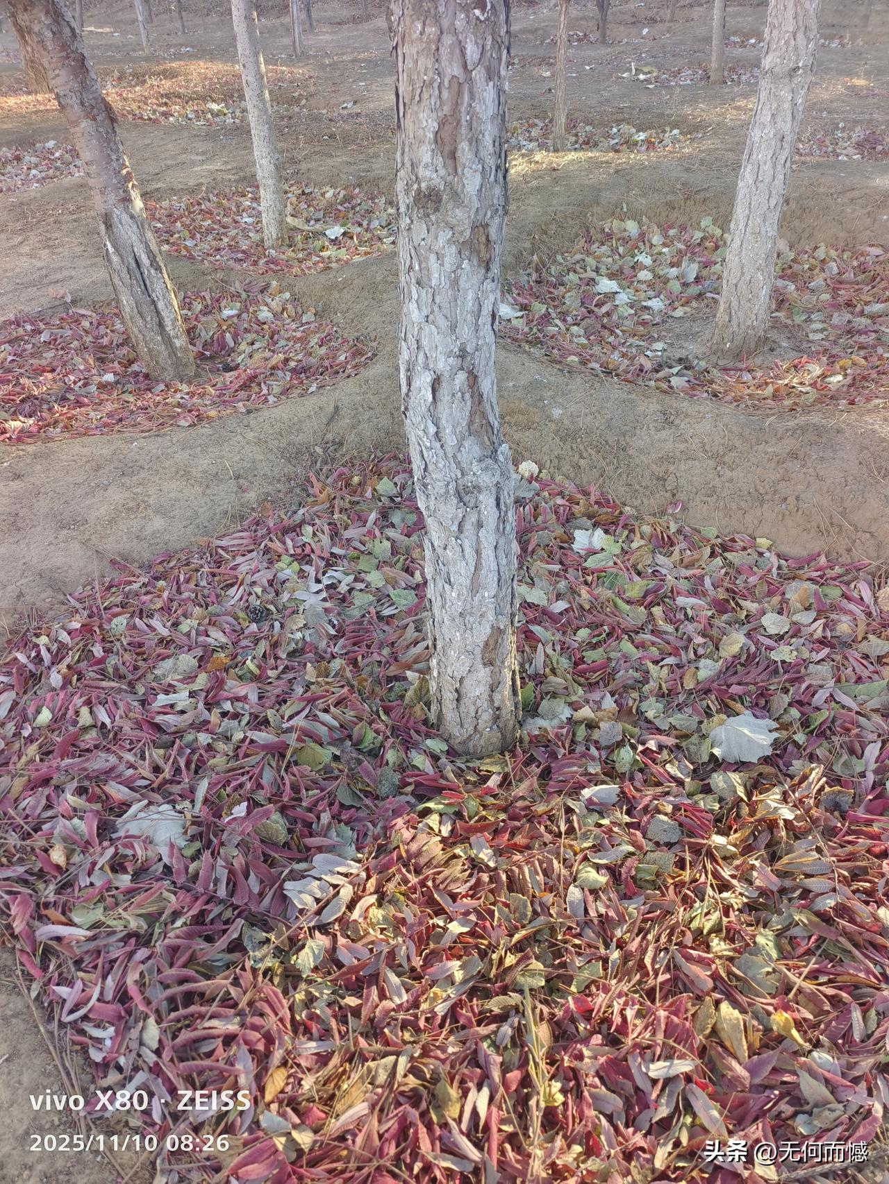 冬日的树叶落在树根旁，呈现出一种独特的美，这大概就是一种落叶归根之美，仿佛婴儿回