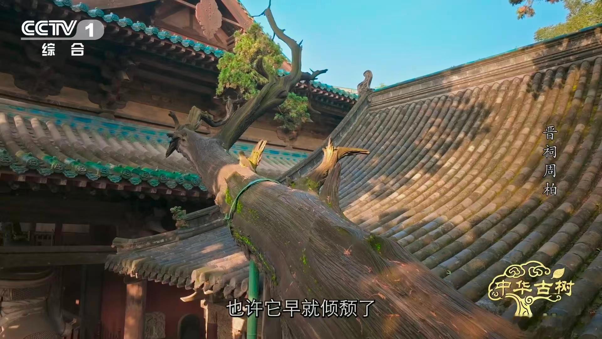 3000岁古柏躺着长了数百年刷到晋祠周柏直接被震撼！3000 岁树龄自带厚重历史