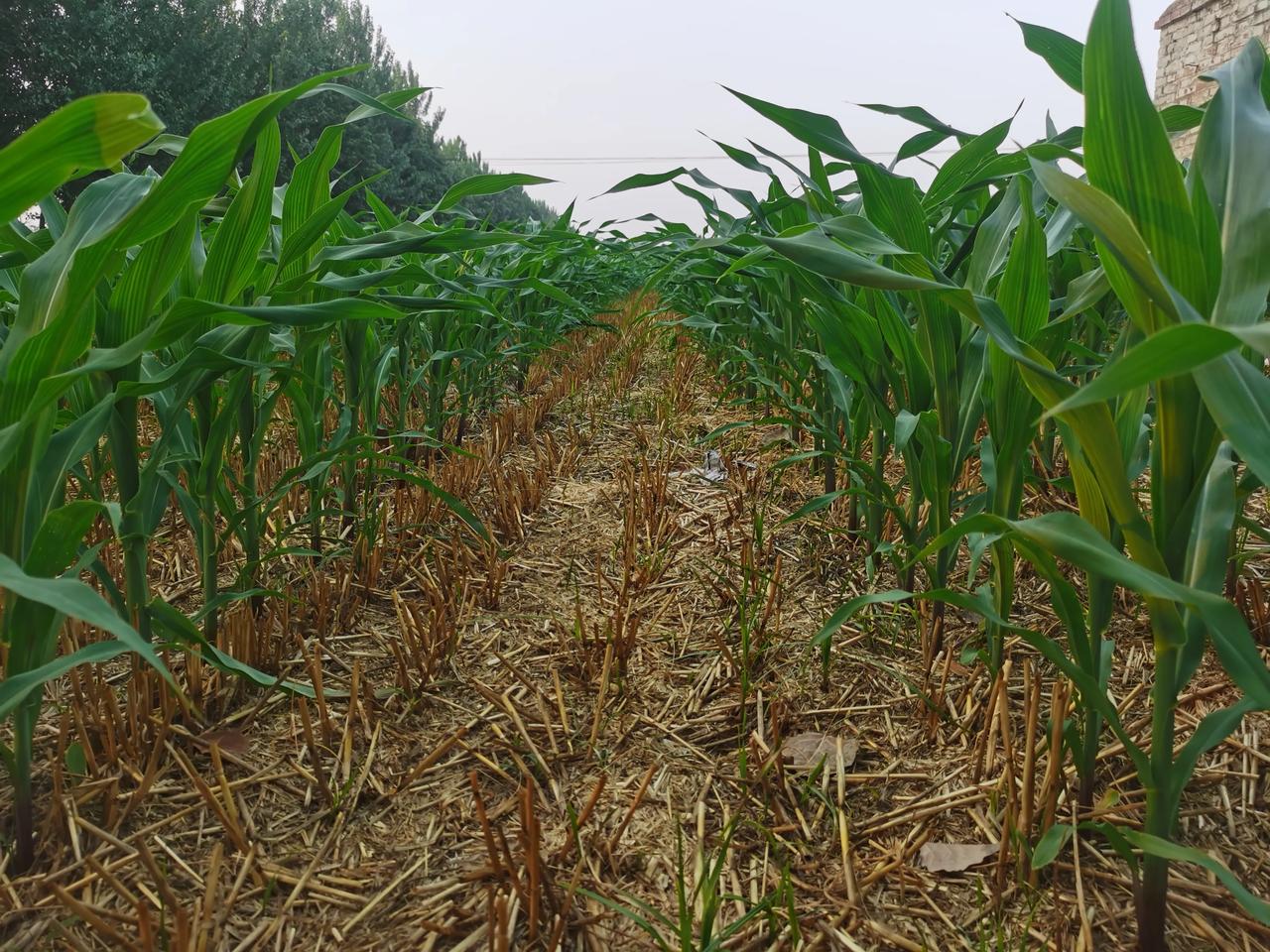 玉米想要高产！宽窄行种植是关键，这样通风透光，棒子长的特别大！