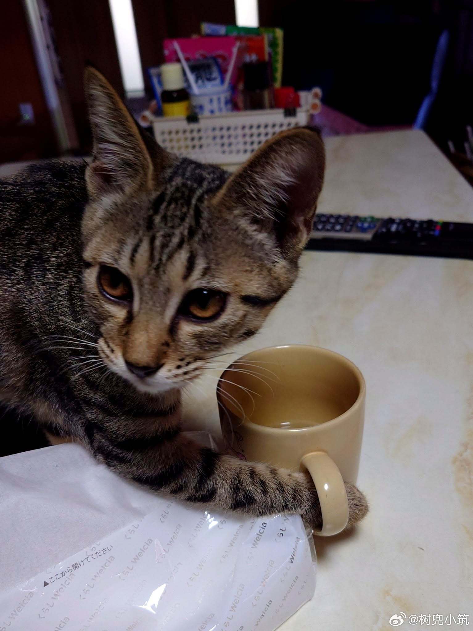 这猫除了会喝人类杯子里的水，还学会抓着杯柄喝…… ​​​