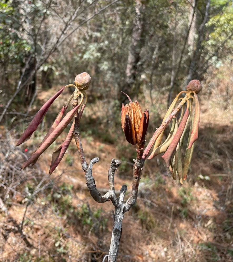 高山杜鹃生长近20年才开花每年秋季，高山杜鹃的蒴果成熟后会纵向开裂，数百粒种子像