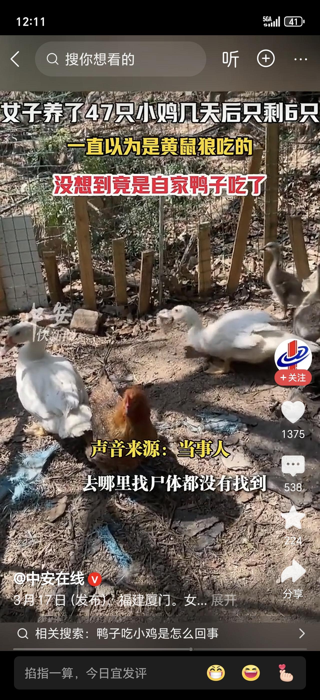 太离谱了！福建女子买了47只小鸡崽，结果几天后只剩6只！她防了黄鼠狼，防了野狗，