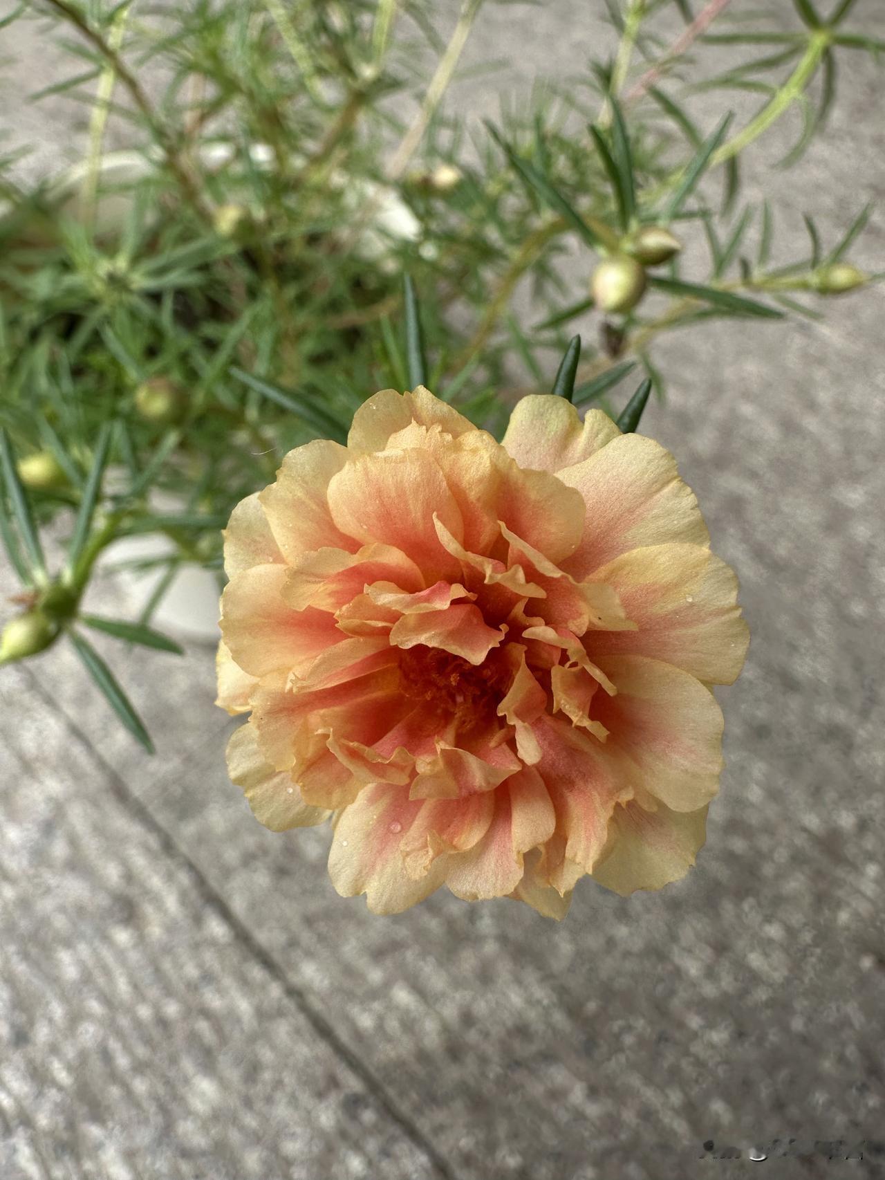 两朵明艳的太阳花迎着阳光盛开，感受夏日独有的烂漫美好
