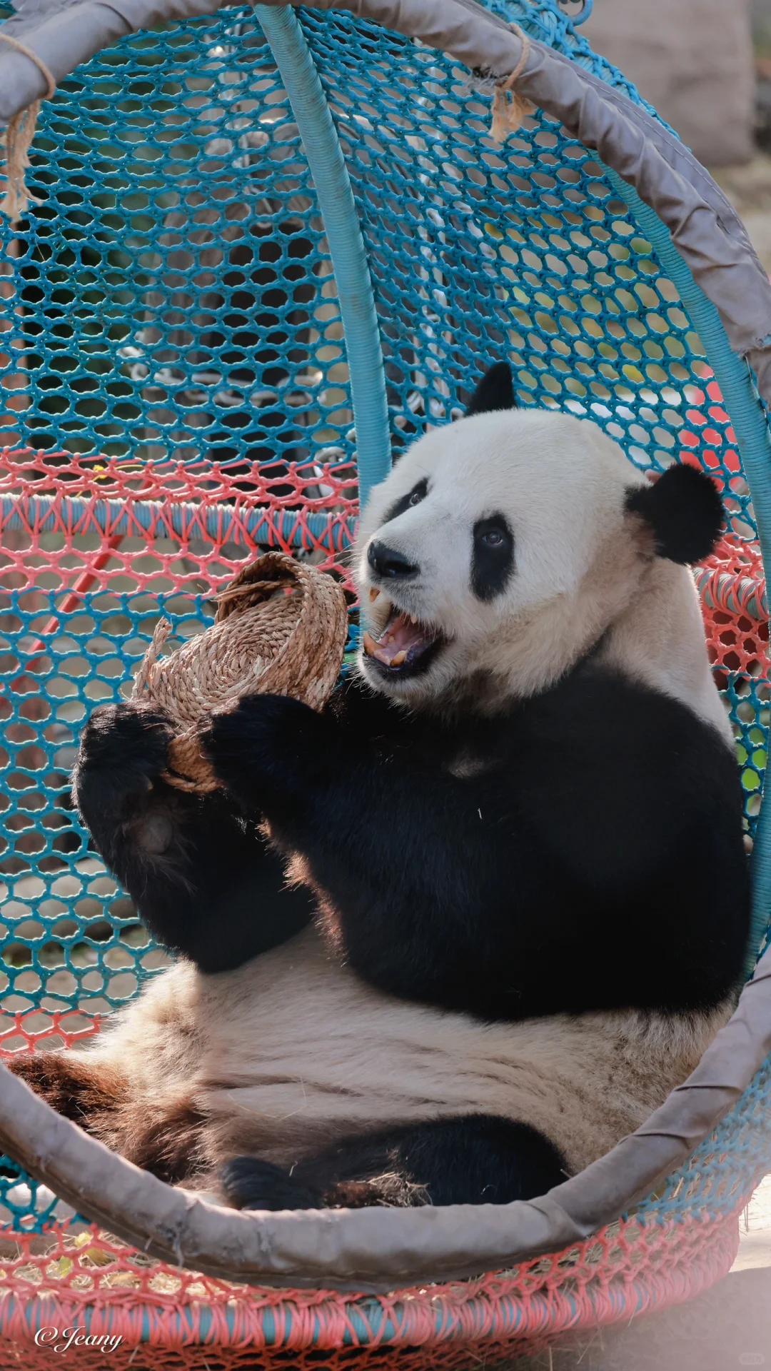 可爱的萌大🐼表情萌翻了😍