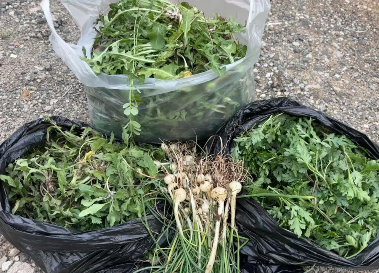 南京挖野菜天花板✨老山•响堂人少菜多！
别再挤八卦洲、燕子矶、江心洲啦！😭
今