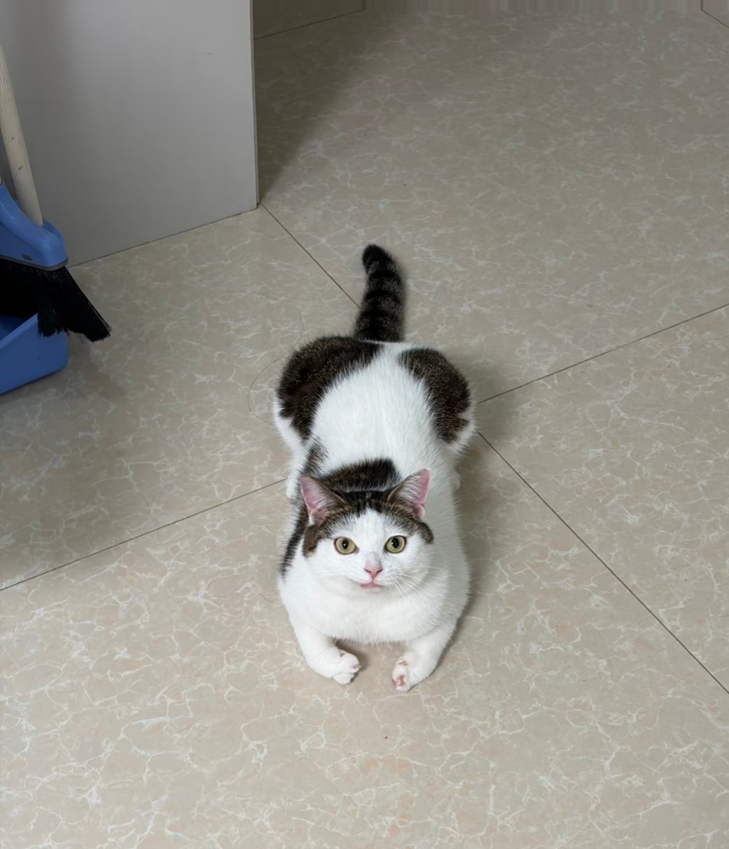 这个猫好怪、、怪邪恶的新的一年也会继续释放邪恶力量 