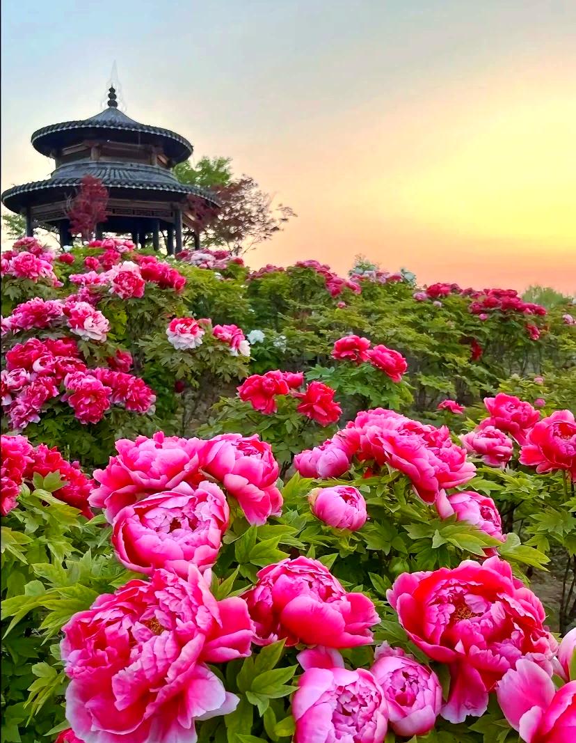 关于洛阳的牡丹，还有一个动人的传说：相传，公元690年冬，武则天登基不久，在长安