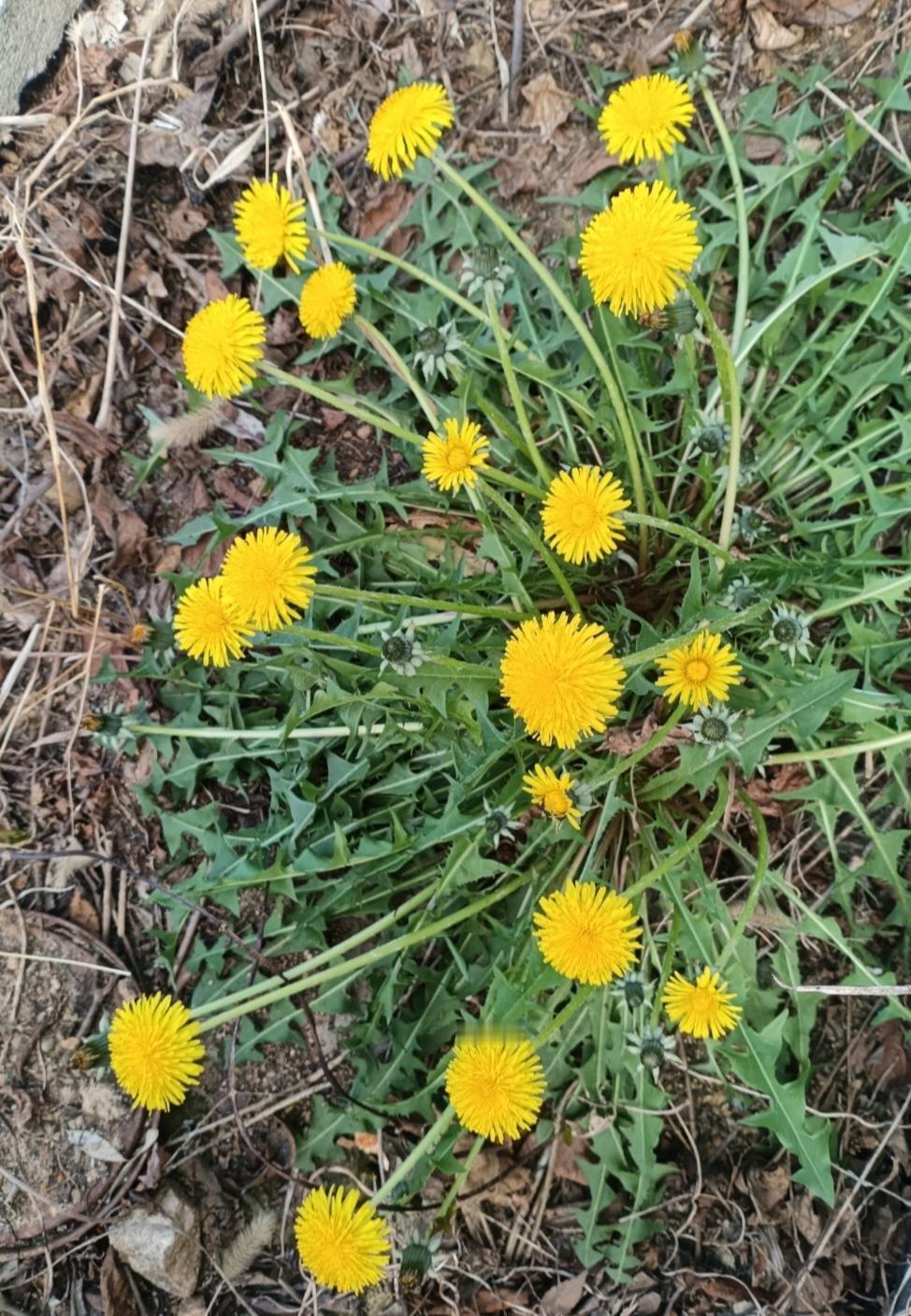 今日心情如春日暖阳，偶遇那蓬勃的蒲公英，十八朵金黄花朵竞放，似健儿赛场逐梦，引我