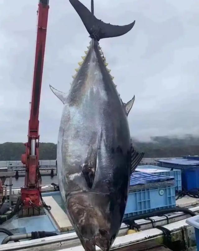 金枪鱼为了不被吃有多努力？一位60多岁的老渔民告诉我，它们进化了亿万年，练出了高