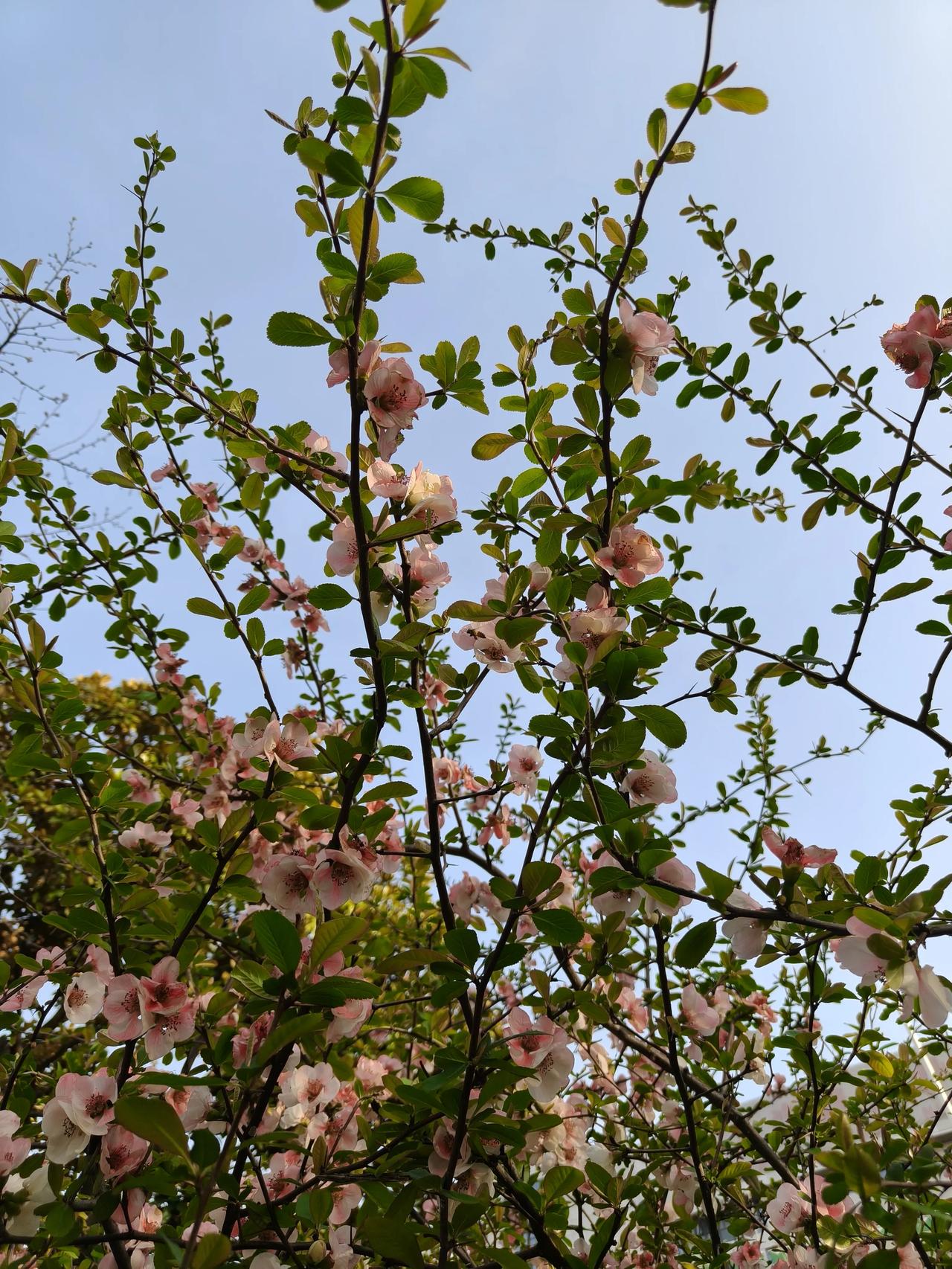 我与春好，你与春安

春从来不语，却温柔了世界。花从来不言，却芬芳了人间。   