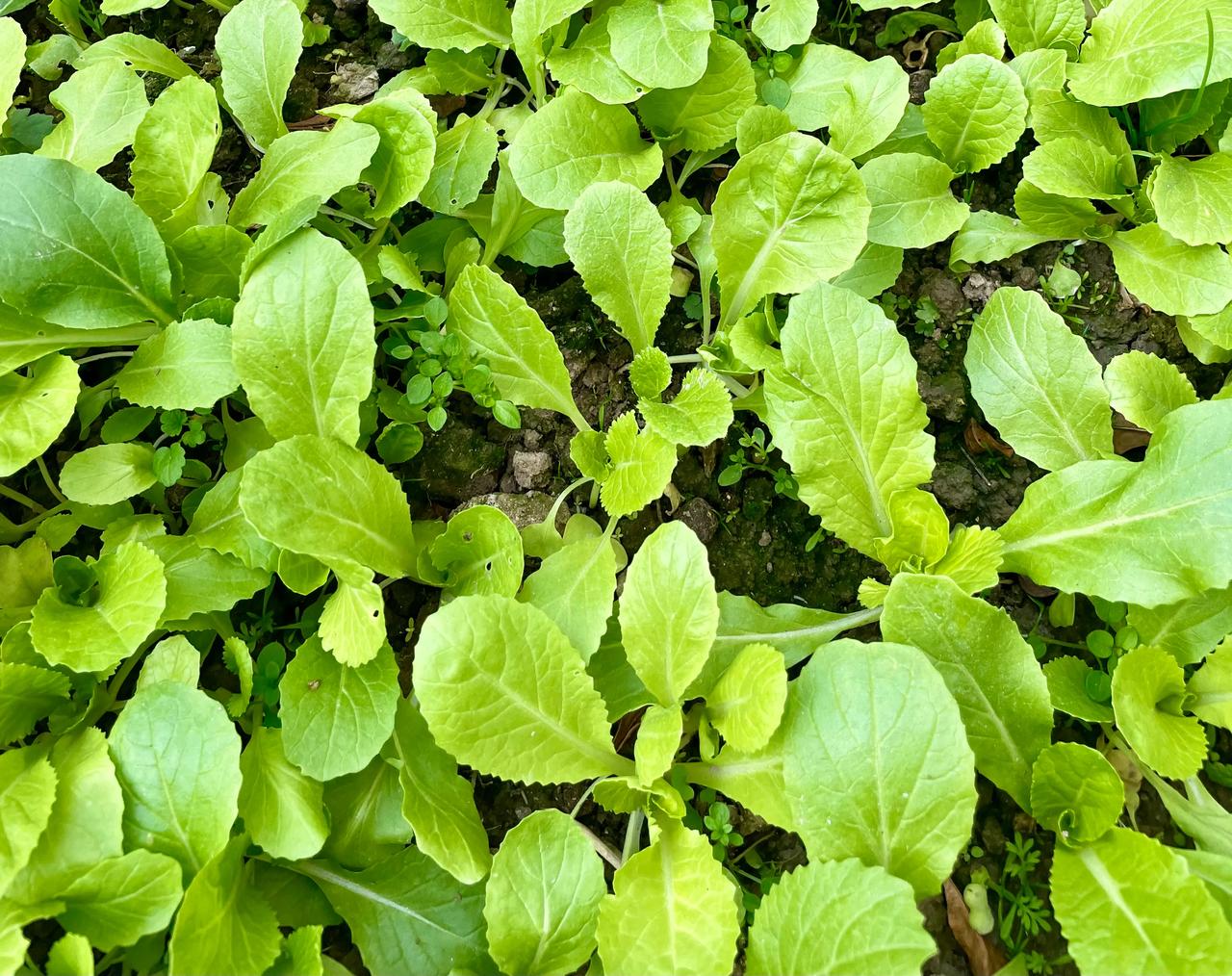 【鸡毛菜】随手拍张照 

11月初买的鸡毛菜种子，花地里裸露的地方撒了一些，下面